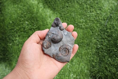 Image of Ammonite Fossil Natural Platyclymenia & Goniatites Plate Fossil Devonian Fossil from Morocco A59