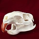 CLLOEAT Coypu Skull Real Bone Specimen