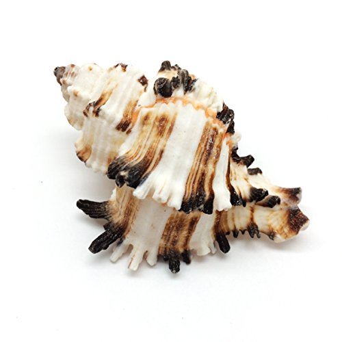PEPPERLONELY 6 PC Endive Murex Shells Brown Striated Shells for Hermit Crab Shells, 2 Inch ~ 2-1/2 Inch