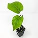 HARDY KIWI FRUIT Plant - Edible Fruit Vine Actinidia deliciosa Saanichton Female