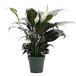 Thorsen's Greenhouse Live Peace Lily Plant, Spathyphylum, Low Light, Natural Air Purifier Live Indoor Plant, 4" Diameter Pot (Growers Pot, 4-inch Pot) - Image 2