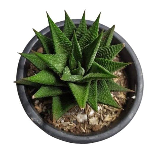 Ugaloo Haworthia limifolia Live Plant - Indoor Succulent with Pot (B0CJRQTJSR) Amazon Price History, Amazon Price Tracker