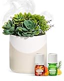 Lifelines Plant Diffuser Bundle with 2 Clickwick Essential Oil Blends - Rechargeable Aromatherapy Diffuser, Artificial Faux Plants Home & Office - Modern Planter, Succulent