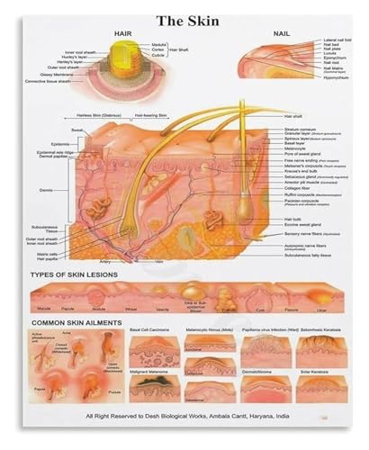 Human Body Science Poster Skin Anatomy Educational Canvas Wall Art for Classroom Office Bedroom(Unframed,12x18inch(30x45cm))