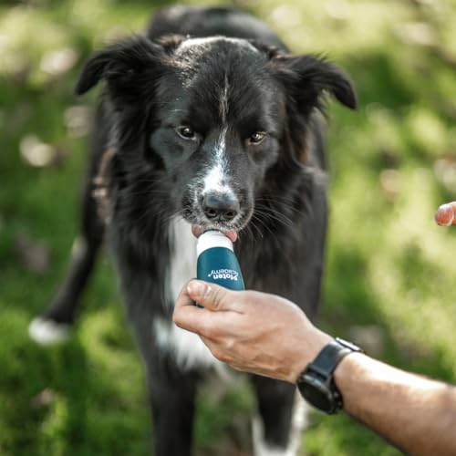 Pfoten Academy® Schlecktube - wiederbefüllbar - praktisch fürs Hundetraining - für jeden Hund geeignet - ideale Größe für die Hosentasche