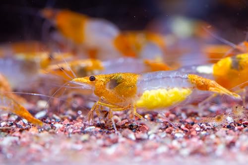 AquaBreedingSkill Lot de 10 crevettes d'aquarium vivantes Neocaridina de Orange Rilli, Crevettes Vivantes pour Aquarium, Taille 1-1,5 cm, aquariophilie