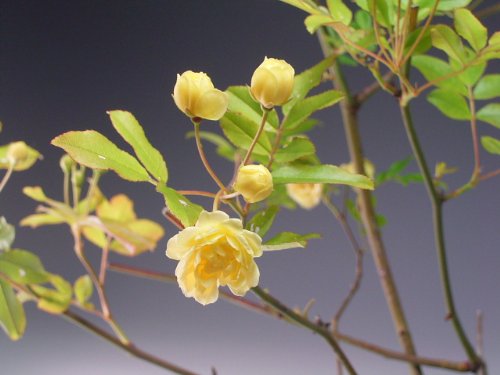 Amazon.co.jp: 【アウトレット】黄花モッコウバラの鉢植え盆栽 : DIY
