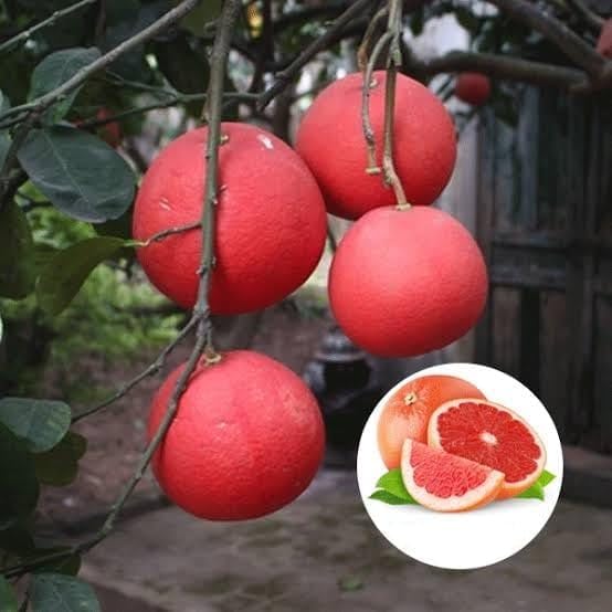 LEAF JIBON, Thai Red Pomelo/Batabi Lebu/Citrus Maxima Lemon Fruit Live Plant "GRAFTED" (pack of-1) Healthy Orginal Tree