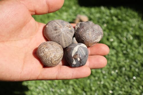 Image of Amazing Marine Fossil Collection: 4 Fossilized Sea Urchins and 6 Authentic Brachiopods, Perfect for Collectors and Natural Decor A175