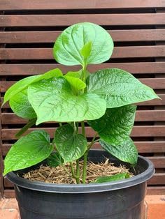Live Rare Paan Betel Leaf (Magai Paan) Plant, Meetha Paan (Sweet Paan) Live Healthy Plant for home garden Pack of 1 With Black Pot (B0D1865F7W) Amazon Price History, Amazon Price Tracker