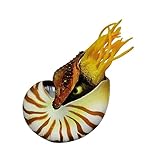 acheter coquillage nautilus Décoration de bureau : décoration de style méditerranéen.