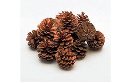 Bulk Package of Natural Pinecones-1/2 Pound