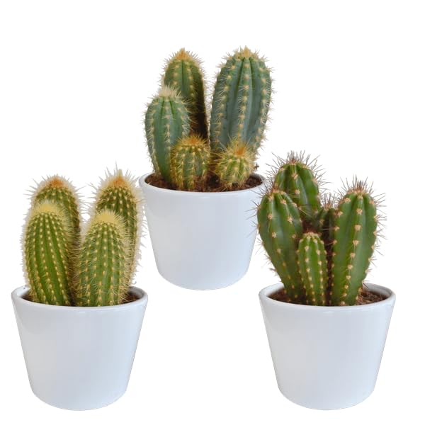 Cereus Mix 3Zimmerpflanzen Verschiedene Säulen Ø10,5 cm 5 cm