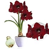 Amaryllis Zwiebel Benfica - 1 Blumenzwiebel in Großformat 26/30 - Exklusive Zwiebeln - Echte Pflanzen aus Holland - Hippeastrum (keine Samen, Wachs und nicht künstlich)