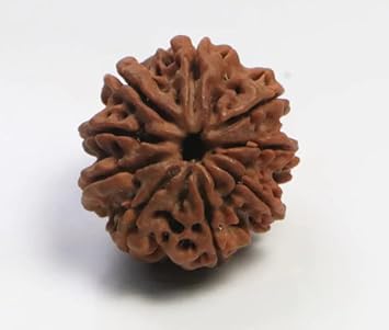 QUEEN-GEMS Durga Maa Rudraksha 9 Mukhi Rudraksha Nine Face Rudraksh Nepali Bead Lab Certified Navmukhi 9 Faced Rudraksha Silver Capped Bead for Wearing Purpose