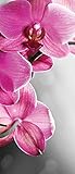 fototapete orchidee 💎 ROBUSTES MATERIAL - Unsere selbstklebend Fotofolien sind für alle personen geeignet, die sich an ihren fototapeten durch eine lagere zeint erfreuen wolten. Die montage einer slochen fototofolie ist kinderleich und schnell