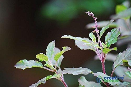 OhhSome Krishna Tulsi/Tulasi Seeds(Ocimum Tenuiflorum) Holy Basi Bulk Pack Seeds For Home Garden-500 Seeds - Eco" (B07YP7F3GB) Amazon Price History, Amazon Price Tracker