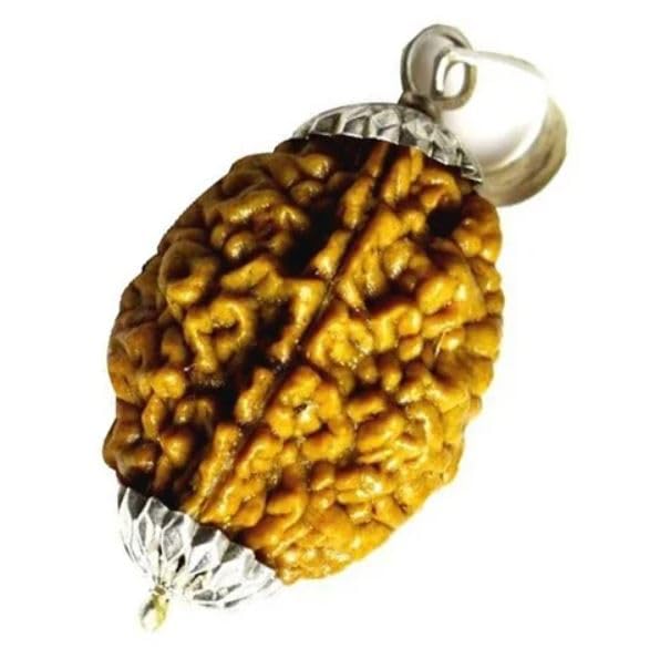 2 Mukhi Rudraksha Original Certified Nepali Two Mukhi Rudraksha for Puja | 2 Face Ruthratcham With Silver Capping Blessed With Shiv Parvati (अर्धनारीश्वरी) Natural brown Bead For Jaap, Mala-image-34