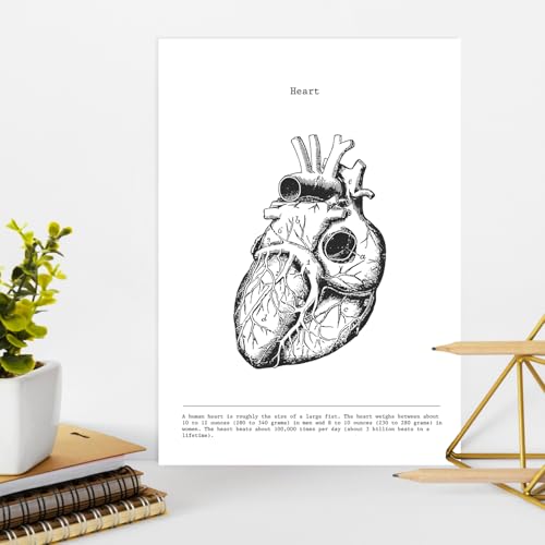 Nacnic Anatomie Poster 3er-Set. Vintage Stil Wanddekoration Abbildung von Herz Gehirn Lunge und andere Körperteile. Verschiedene menschliche Körper und Anatomie Bilder ohne Rahmen. Größe A4.