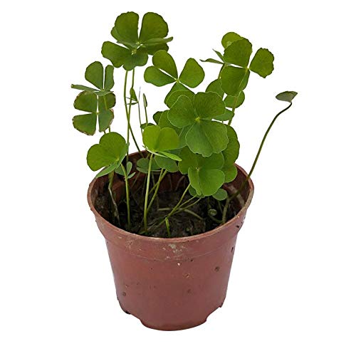Lucky Grass Plants Seeds 10g Aproximadamente 5500+ Semillas de trébol de cuatro...
