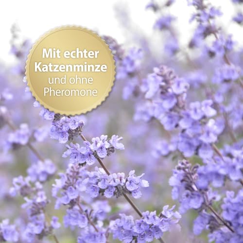 Felisept Family Comfort Starter-Set im Mehrkatzenhaushalt (Verdampfer + Flakon 45ml) - Beruhigungsmittel für Katzen - Katzen Beruhigungsmittel natürliche Katzenminze - Entspannungsmittel für Katzen