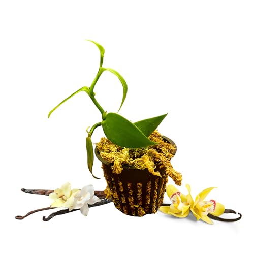 Vanilla Planifolia – Live Vanilla Bean Orchid in 3” Pot