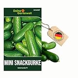 Mini Snackgurke Salamanda F1 Samen - Cucumis sativus - Gurkensamen - Gemüsesamen - Saatgut für 6-8 Pflanzen