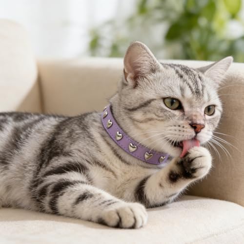 Collier en cuir réglable pour chat EXPAWLORER avec clochette de sécurité