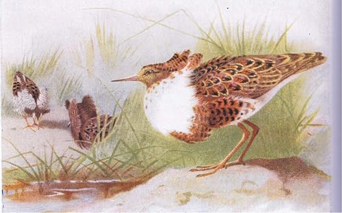 Oiseaux des îles britanniques toile murale d'art Archibald Thorburn 60x90