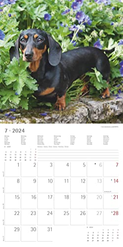 Hunde 2024 - Broschürenkalender 30x30 cm (30x60 geöffnet) - Kalender mit Platz für Notizen - Dogs - Bildkalender - Wandkalender - Hundekalender