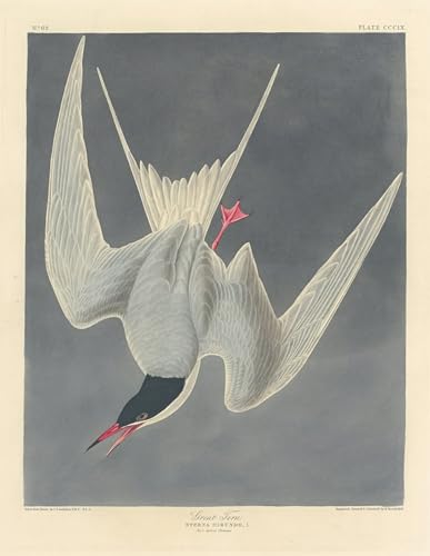 Tableau Art Sterne John Audubon 60x90cm peinture murale oiseau impression salon