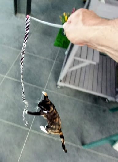 Game changer for play time with my cat buddy!