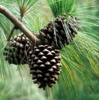 Aachondra 120pcs Semillas de pino negro