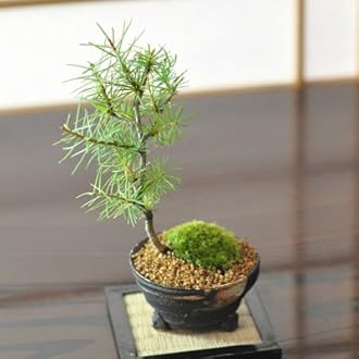 松の盆栽 約20cm 盆栽 翠松園 黒松 多幹樹形 樹齢20年 - 兵庫県加西市｜ふるさと