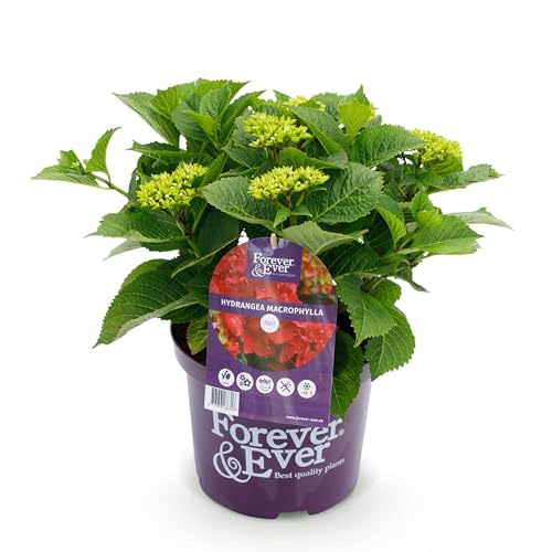 GreenboutiQ - Plante de terrasse - Hortensia - Hydrangea Forever & Ever - Rouge - 7-12 Fleurs - Pot 23cm Hauteur 55cm