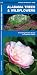 Alabama Trees & Wildflowers: A Folding Pocket Guide to Familiar Plants (Wildlife and Nature Identification)