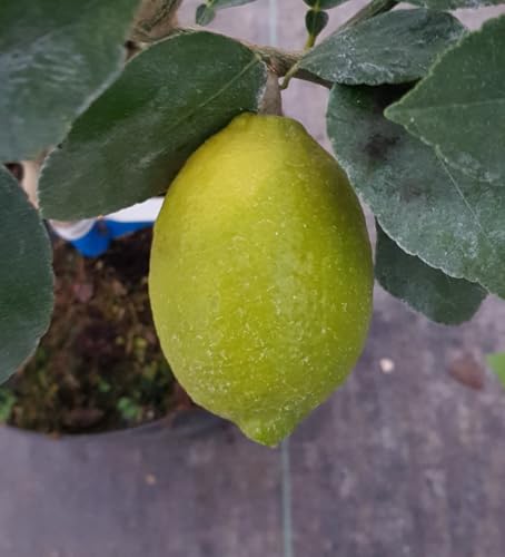 Citrus limon x aurantifolia 'La Valette' greffé sur FA5 / Citronnier Lavalette/Conteneur de 5 à 6 litres/Touffe