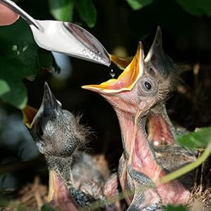 Miniatura 6 de LILYS PET Cuchara de alimentación de metal de acero inoxidable de 4.7 pulgadas, cuchara de alimentación especial, cucharas de medicina, cucharas de