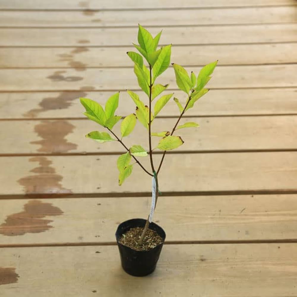 つばたこ 四季の山野草（アメリカヒトツバタゴ）