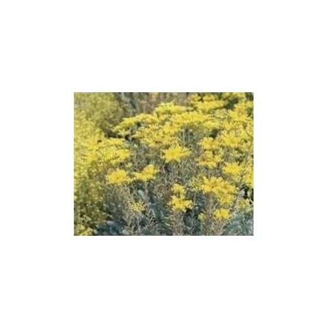 Just Seed Sedum rupestre Flower Seeds Packet Cover