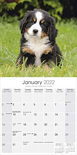 Calendrier Bouvier Bernois 2023 Calendrier 2022 Bouvier Bernois Chien De Race Bouvier Bernois (Pg) + Offert  Un Agenda De Poche 2022 : Amazon.fr: Fournitures De Bureau