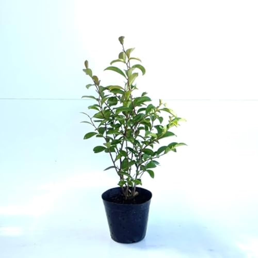 2015年 PSA10 世界149枚 サカキ 2015年 PSA10 世界149枚 サカキ サカキ