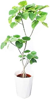 Amazon Co Jp ウンベラータ