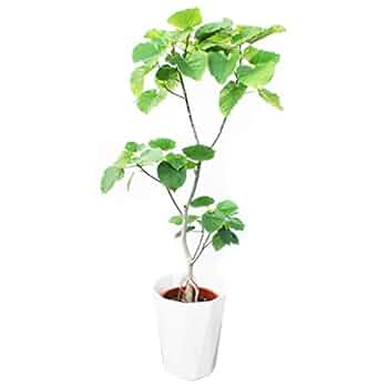 【お得】大型観葉植物2点セット（ウンベラータ、ゴムの木） お得】大型観葉植物2点セット（ウンベラータ、ゴムの木）