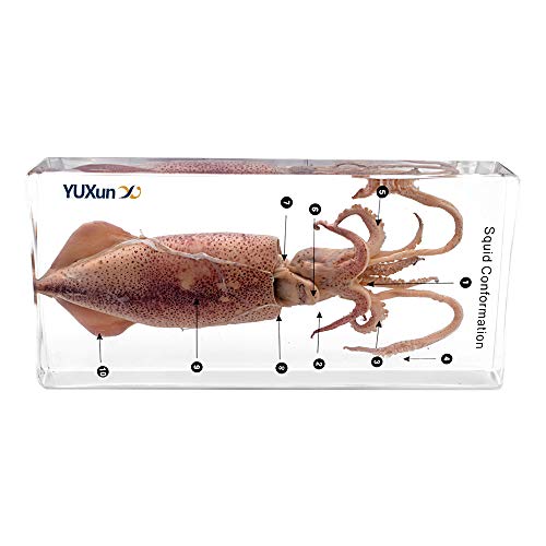 Squid Cuttlefish Structure Conformation Specimen Paperweights Sea Life Specimen for Science Education