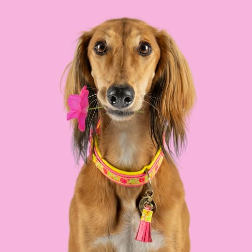 Dog with a Mission - Hundehalsband L | Lotus | Leder Rosa, blau, gelb | Hübsch, Boho, Hippie | Große Hunde | Handgemacht | Modisch und Bunt | Aus weichem Echtes Leder | Luxe | 2,5 cm Breit