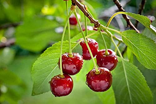 GreenCaart Sweet Sour Cherry Fruit Live Plant - Best Fruiting Plants (B0B2WS2KZ6) Amazon Price History, Amazon Price Tracker