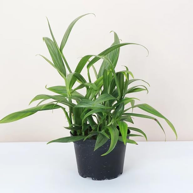 Pothos Silver Streak | Live Plant for Indoor & Outdoor | for Living Room, Office, Bathroom | (6' Pot)