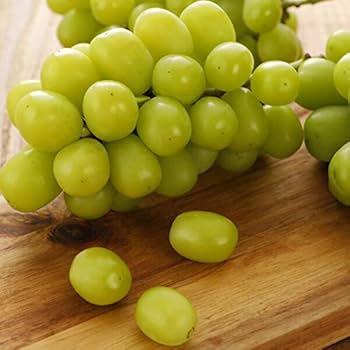 ぶどう ぶどう 2kg スチューベン 青森産 蜂蜜ぶどう 津軽 冷温貯蔵 中粒