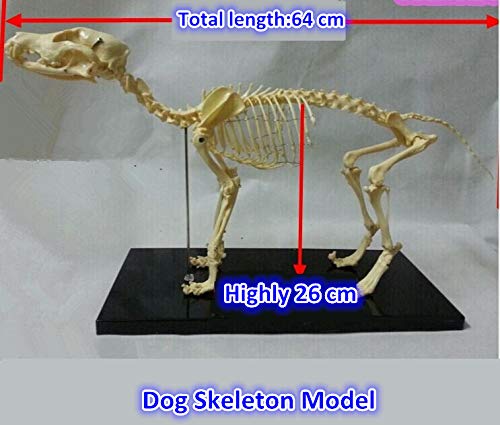 Samll Dog Canine Skeleton Model Animal PVC Skeleton Model